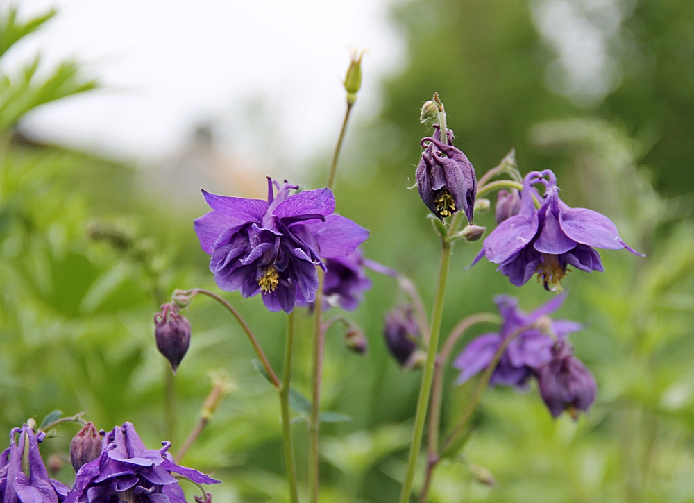 Аквилегия Aquilegia vulgaris