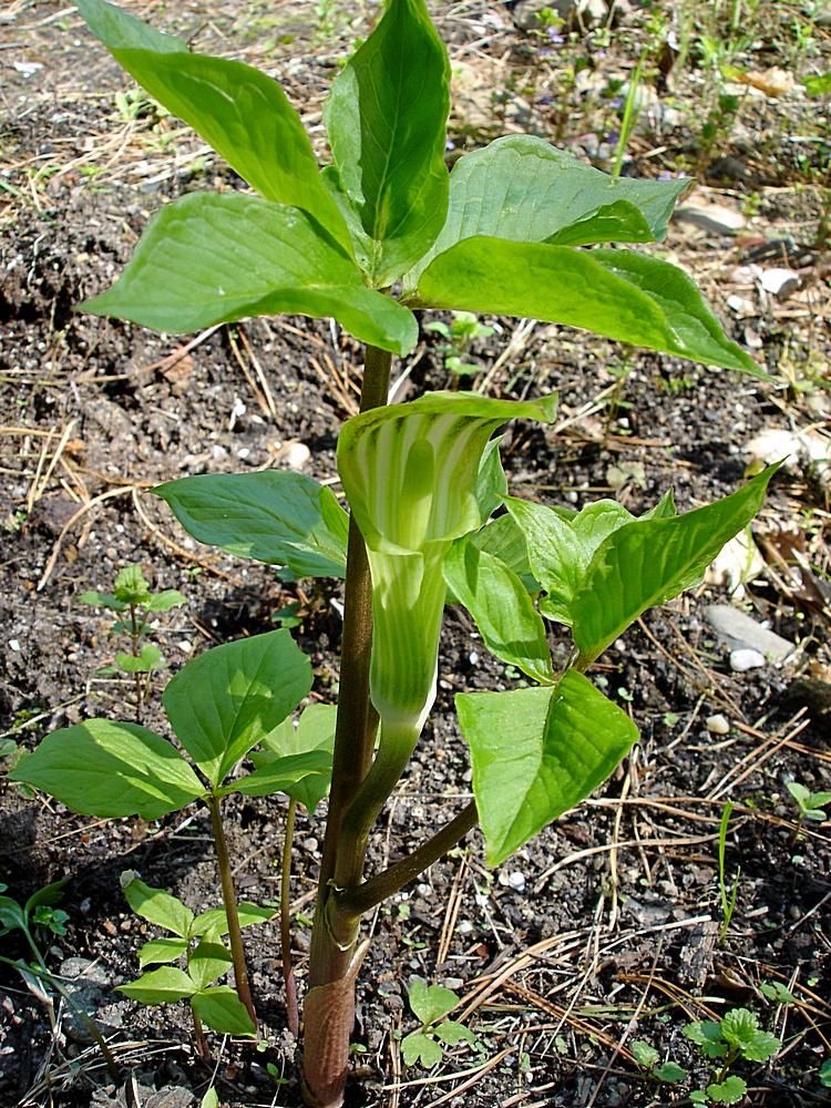 Амурское красное. Однопокровница (Аризема) Амурская. Аризема Амурская Arisaema amurense. Аризема Амурская ядовитая. Дармана растение.