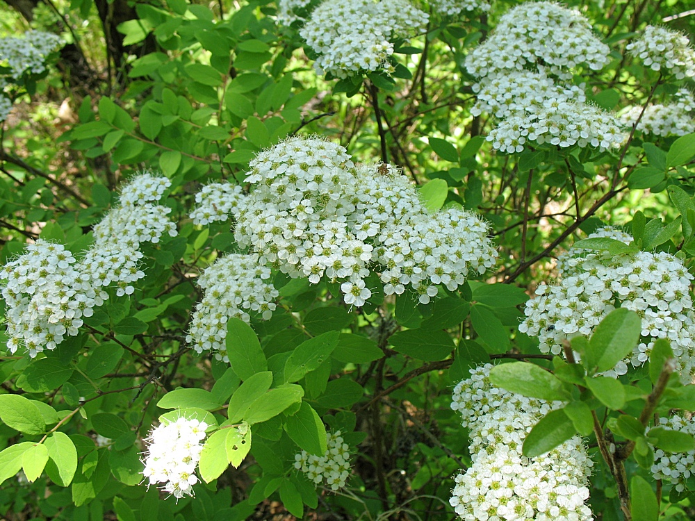 Кустарники в сибири какие