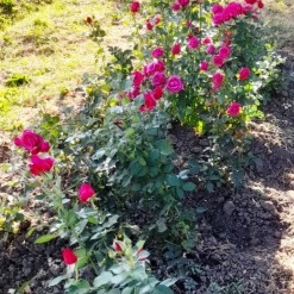 Это изображение имеет пустой атрибут alt; его имя файла - roza-otkrytyj-grunt-1024x1024.jpg